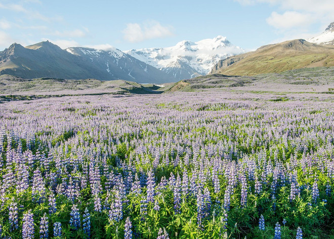 Hoa Lupin. (Nguồn: Wikipedia) lupin-2.jpg