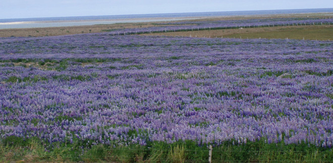 Hoa Lupin. (Nguồn: Wikipedia) lupin-3.jpg